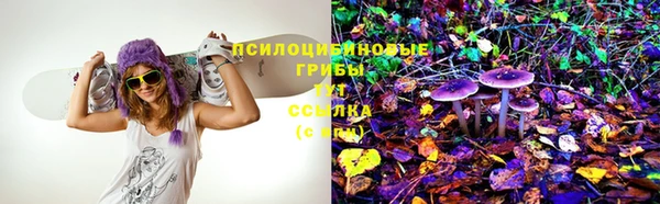 стаф Белокуриха